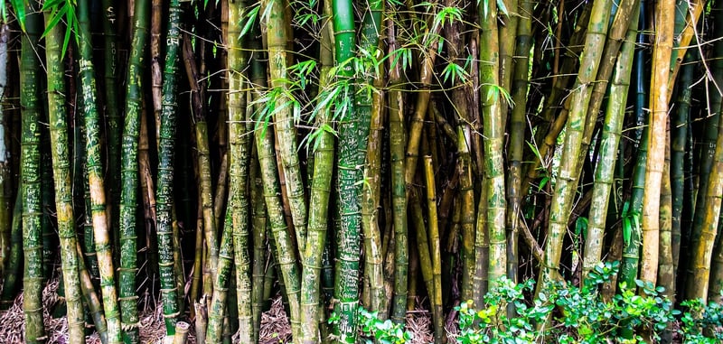 Maui Bamboo Forest